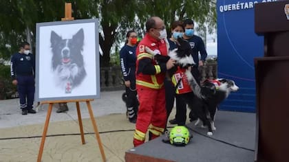 Athos fue entrenado para hacer labores de rescatede personas desaparecidas y Tango adiestrado para el apoyo psicológico de niños con trastornos de ansiedad