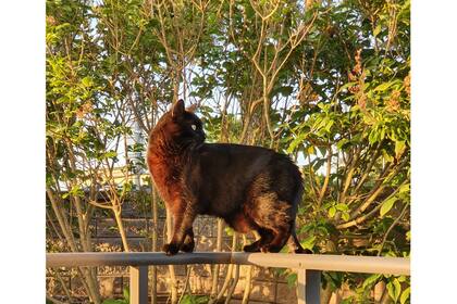 Atilio, el gato de Victoria, también se mudó al frío