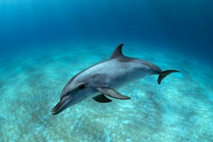 Por primera vez, un grupo de buzos grabó a un delfín bostezando y generó desconcierto