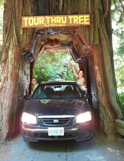 Atravesando una Sequoia gigante en el norte de California. (Carla aclara que el árbol vive y está esplendoroso).