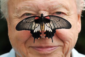 Cómo David Attenborough, un locutor de la BBC, pasó de observador a conservacionista