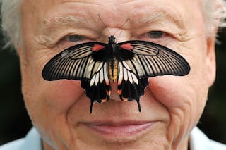 Cómo David Attenborough, un locutor de la BBC, pasó de observador a conservacionista