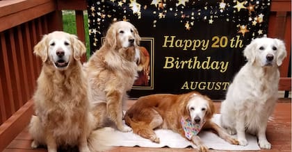 Augie en su cumpleaños número 20, rodeado por sus hermanos de nacimiento (GoldHeart Golden Retriever Rescue)
