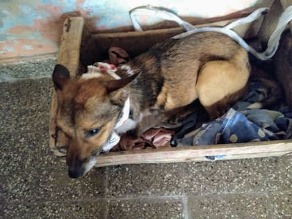 Augusto acomodó al perro herido en una caja de verduras y fue al veterinario.