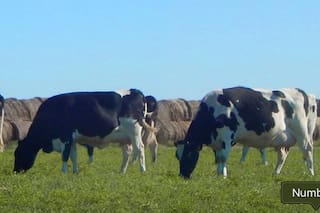 Proyectan que los precios pagados a los tamberos se mantengan estables en la primavera