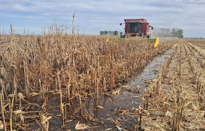 Aun así, pese al agua, sacaron 9000 kilos porque la espiga de maíz está arriba y seca, sin contacto con el suelo y la máquina va cortando abajo y entonces la espiga entra en la cosechadora perfecta
