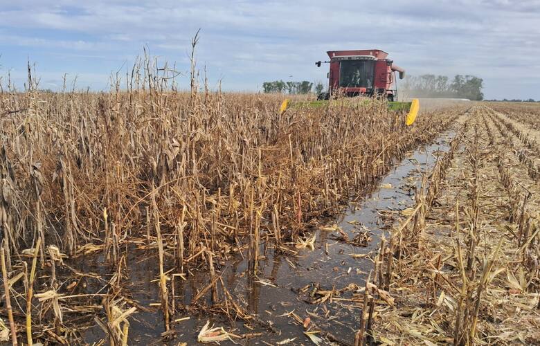 La hazaña de un productor para cosechar maíz en medio del agua: “Le estamos ganando”