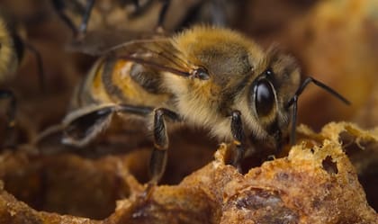 Aún queda mucho por conocer del comportamiento de las abejas (Foto: National Geographic)