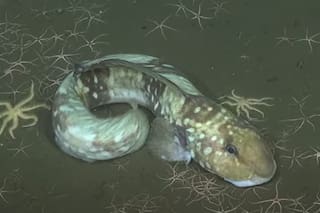 Cuáles son los sorprendentes hallazgos de una expedición submarina en el Atlántico Sur