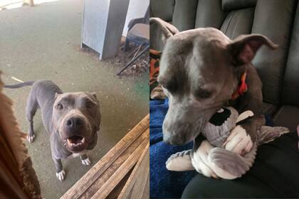 Aunque Andora sigue siendo el mismo perro cariñoso de siempre, necesitó tiempo para readaptarse a su hogar en Pensacola (Imagen: KFOR - Oklahoma’s News Channel 4)