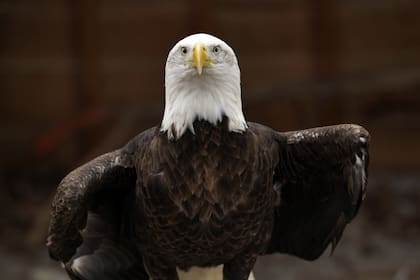 Aunque Benjamin Franklin criticó su elección, terminó consagrándose por su vínculo con la libertad y la inmortalidad