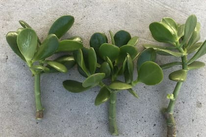 Aunque decorativa, es levemente tóxica si se ingiere o se manipula sin protección