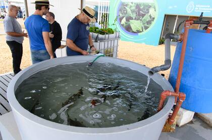 Aunque diferentes, ambos poseen el mismo principio que es que los peces al cultivarse en altas densidades eliminan grandes cantidades de amonio