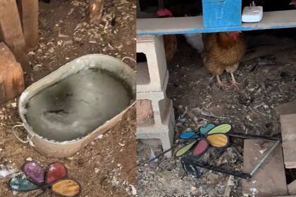 Aunque el agua se congeló por el rigor del frío, las gallinas se encontraban bien resguardadas. (Facebook Tuty Vega)