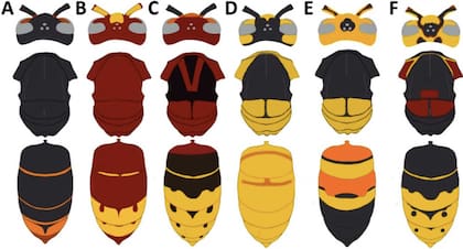 Aunque el avispón gigante del norte ha sido erradicado en Estados Unidos, el mes pasado se reportó por primera vez la presencia de una especie similar en Europa (Ecology and Evolution)