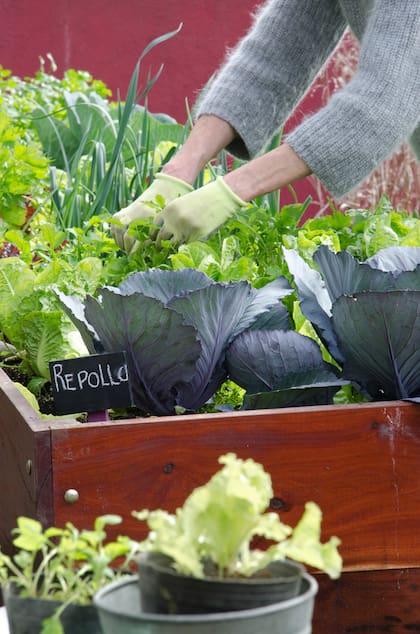 Aunque el invierno tiende a reducir la presencia de plagas, aún es posible que algunas estén presentes. Inspeccioná regularmente tus cultivos y tomá medidas para controlar cualquier plaga que encuentres. Podés utilizar métodos orgánicos como trampas de feromonas, aceites insecticidas o insecticidas naturales.