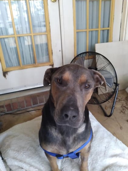 Aunque era tímido con otros perros, toleraba nuevos amigos y disfrutaba de los paseos.