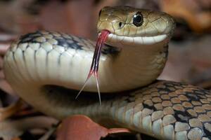 Temporada de serpientes en Texas: el truco para saber si un ejemplar es venenoso o no