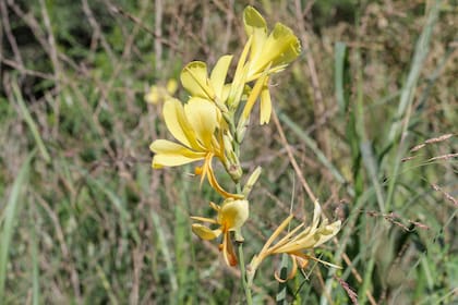 Aunque es palustre, la Canna glauca (achira amarilla) se adapta perfectamente a macetas grandes con buen drenaje