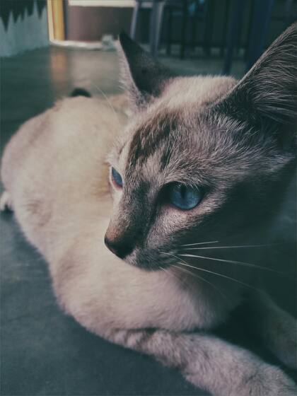 Aunque es una raza sana, requiere chequeos regulares para prevenir afecciones respiratorias o cardíacas hereditarias