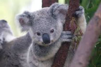 El koala, un animal muy delicado y especialmente sensible a cualquier cambio en el medio ambiente