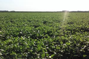 Recortaron en 600.000 toneladas la cosecha de soja en la principal región agrícola