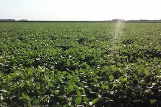 Recortaron en 600.000 toneladas la cosecha de soja en la principal región agrícola