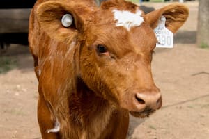 La identificación electrónica obligatoria del ganado generó una explosión de ventas