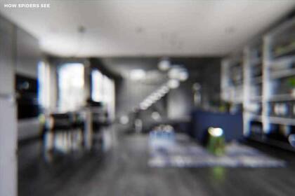 Aunque la araña tiene ocho ojos, ve el espacio como una mancha gris y utiliza sus piernas para tantear el lugar