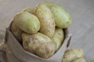 Aunque la clorofila no tiene toxicidad, su presencia normalmente coincide con un aumento en la producción de glicoalcaloides, especialmente solanina y chaconina (Foto ilustrativa: Freepik