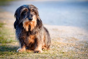 Esta es la edad a la que un perro se puede considerar realmente viejo