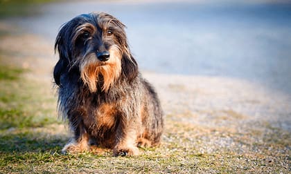 Aunque la edad es un factor determinante, otros elementos como el sexo, el estado de esterilización y el tamaño del perro también desempeñan un papel importante para determinar su vejez