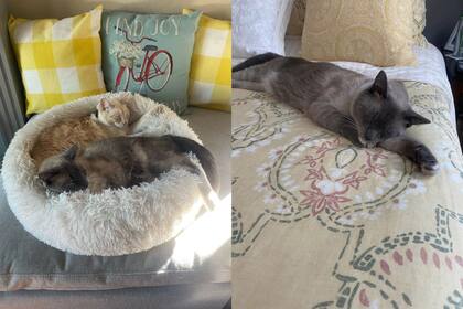 Aunque la familia no sabe con exactitud cómo Rayne Beau pudo recorrer tal distancia, están profundamente agradecidos por su regreso (Imagen Facebook Susanne Anguiano)