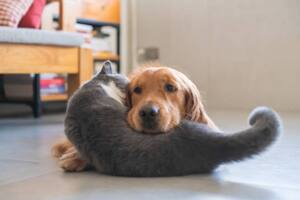 Aunque la frase "como perros y gatos" tiene una connotación negativa, la realidad es que nuestros felinos pueden llevarse muy bien con otros animales (iStock)