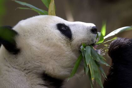 El nivel de riesgo de los pandas se rebajó al alcanzar en la naturaleza al menos 1.800 ejemplares