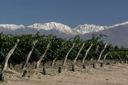 Aunque la vitivinicultura en nuestro país está más asociada a Mendoza, la misma está presente en 19 provincias de la Argentina