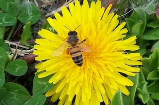 ¿Por qué sería una catástrofe la extinción de las abejas y qué podés hacer para evitarlo?