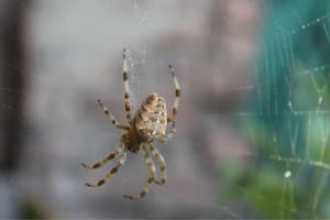 Aunque las arañas son temidas por muchas personas, su presencia en el hogar pueden ser un buen augurio y una ayuda en el exterminio de otros insectos (imagen ilustrativa)