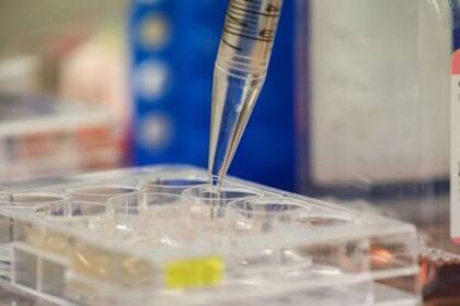 Aunque los anicuerpos son importantes podrían no ser suficientes para evitar la propagación de covid-19.