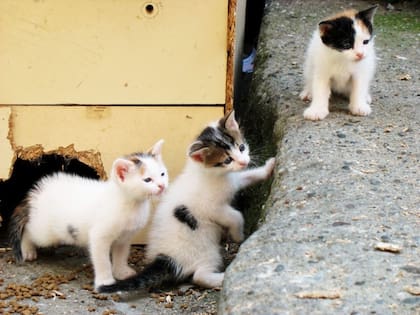 Aunque los gatitos bebé resulten encantadores, hay ventajas en la adopción de un gato ya adulto