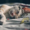 Cómo enseñarle a un gato a dormir en su cama