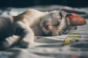 Cómo enseñarle a un gato a dormir en su cama