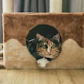 Cuántas horas se puede dejar a un gato solo en casa
