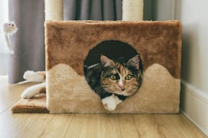 Cuántas horas se puede dejar a un gato solo en casa