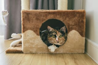 Cuántas horas se puede dejar a un gato solo en casa