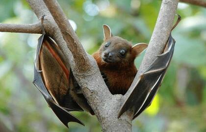 Aunque los murciélagos son portadores de enfermedades, también ayudan a controlar loa insectos, por lo que sacrificarlos no es una buena opción, dicen los científicos