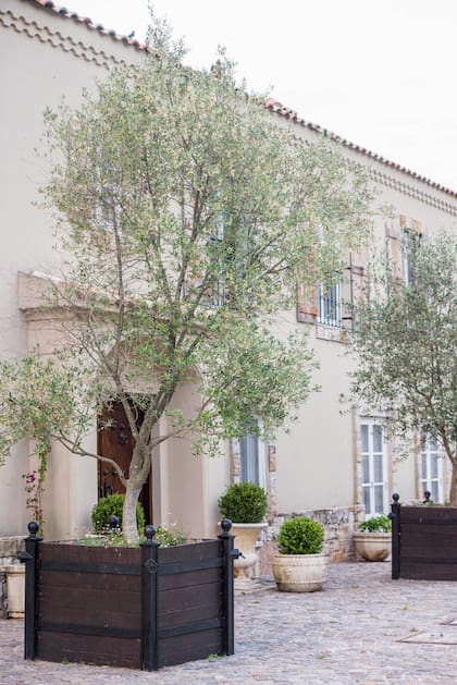 Aunque los olivos son conocidos por el tamaño imponente que adquieren cuando se los cultiva en la tierra, en una maceta pueden mantener una altura manejable sin perder su carácter distintivo