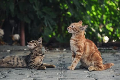 Aunque para muchas personas el tener dos gatos puede parecerles la forma más efectiva para que estos animales no sufran la soledad, no siempre es lo correcto (imagen ilustrativa)