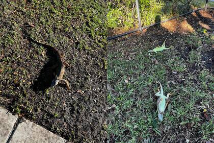 Aunque parecen muertas, las iguanas congeladas volverán a la vida cuando la temperatura se recupere