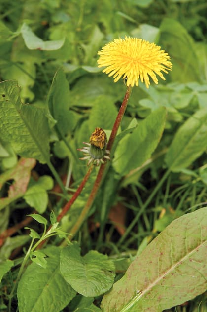 Aunque parezca un yuyo, el diente de león tiene propiedades medicinales y pueden consumirse todas las partes de la planta